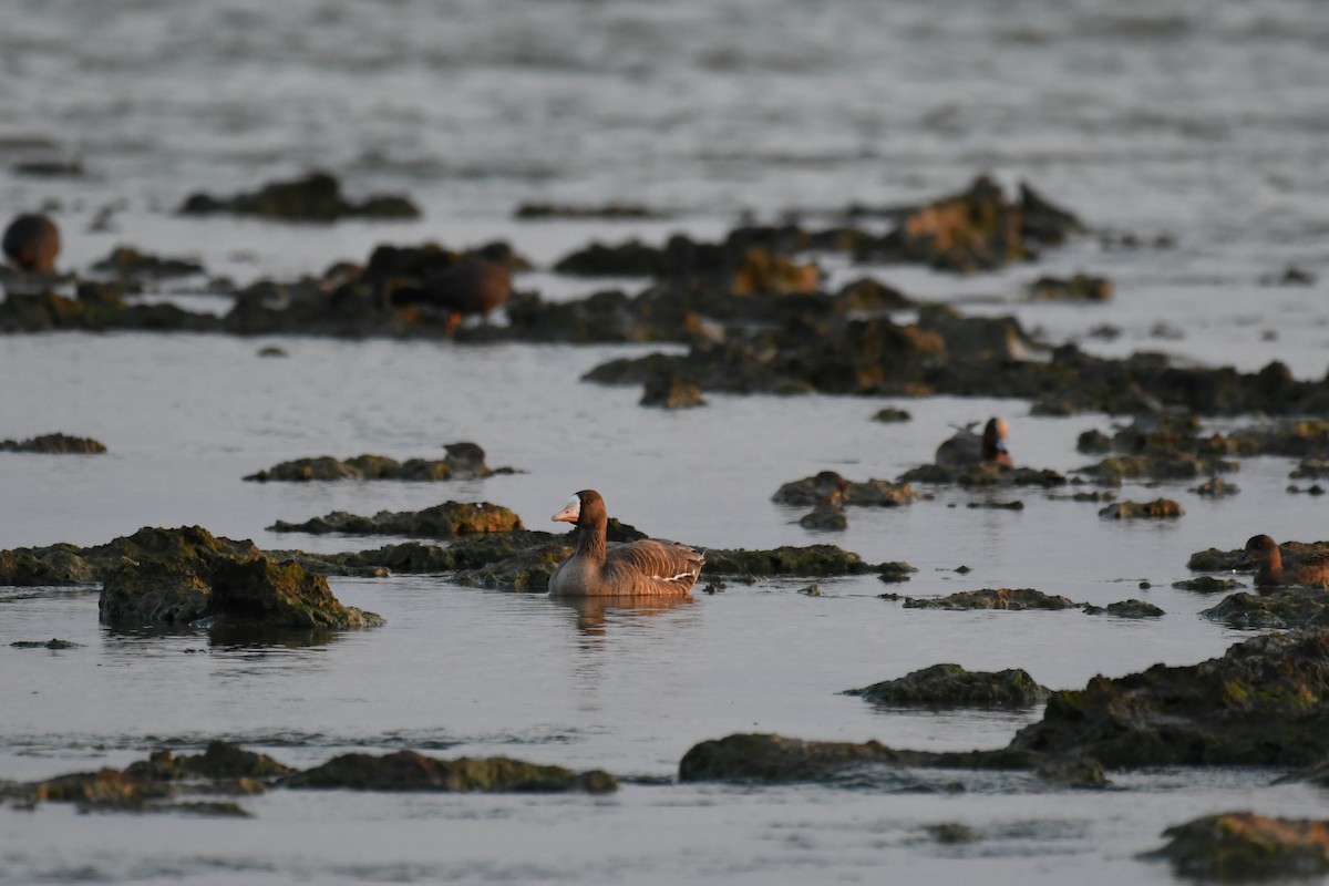 Greater White-fronted Goose - ML645639992