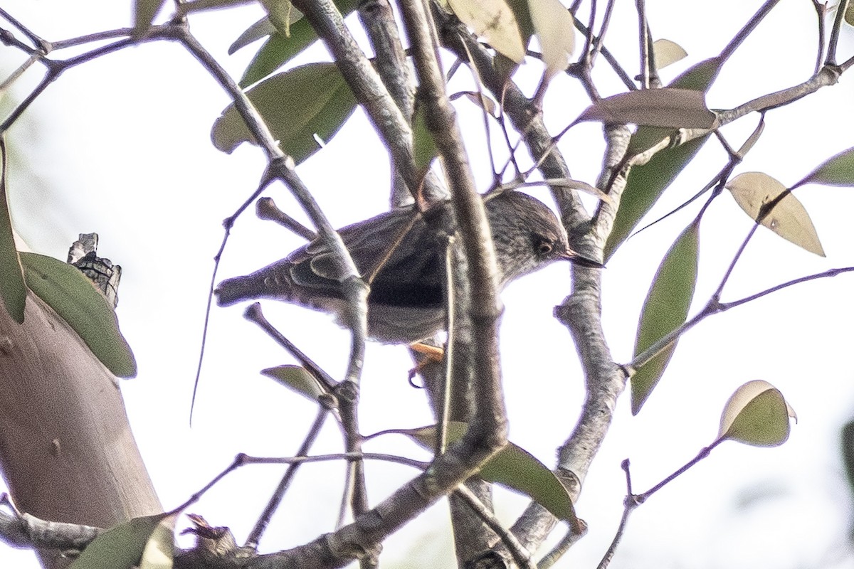 Varied Sittella - ML645639993