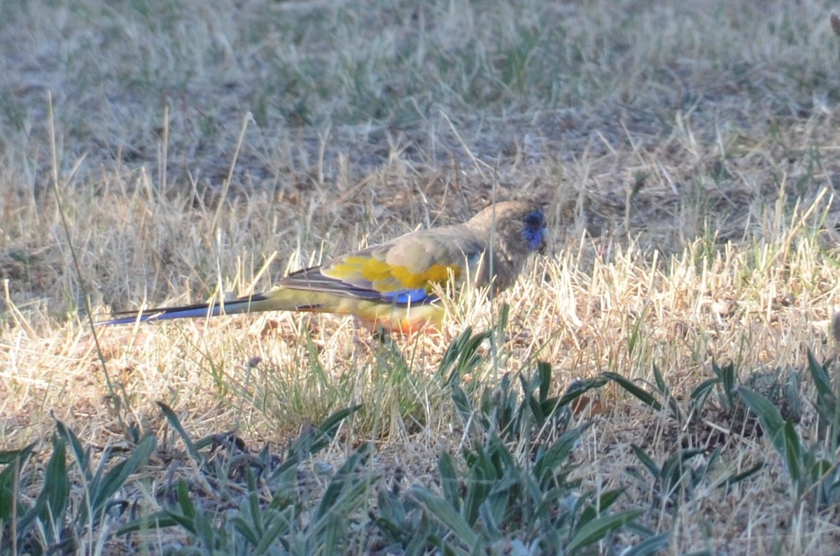 Greater Bluebonnet - ML645639995
