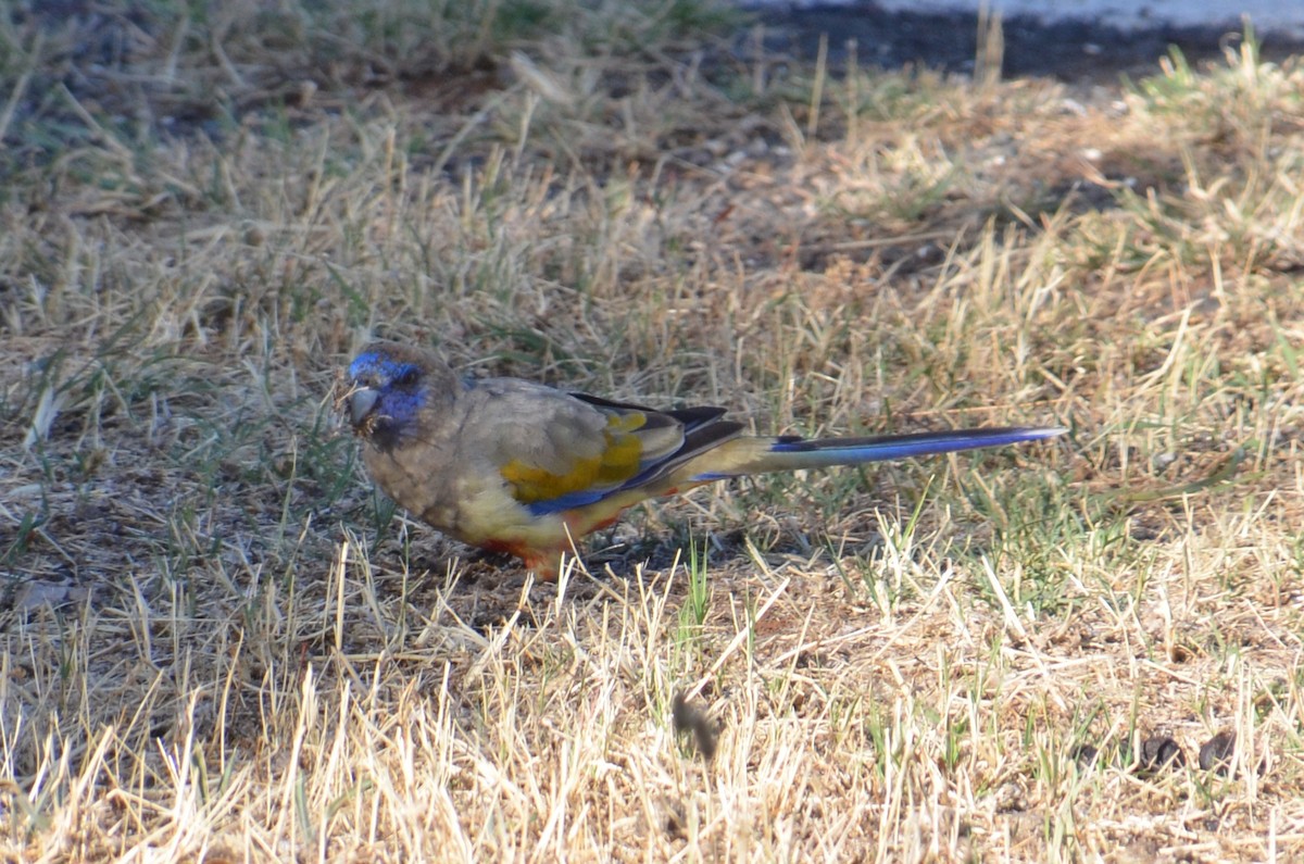 Greater Bluebonnet - ML645639996