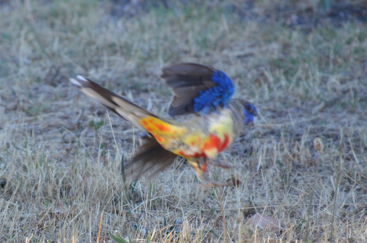 Greater Bluebonnet - ML645639997