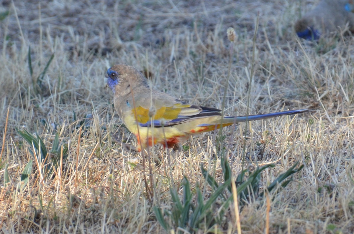 Greater Bluebonnet - ML645639999