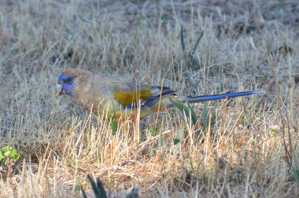Greater Bluebonnet - ML645640000