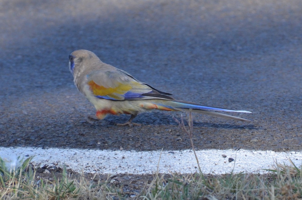 Greater Bluebonnet - ML645640001