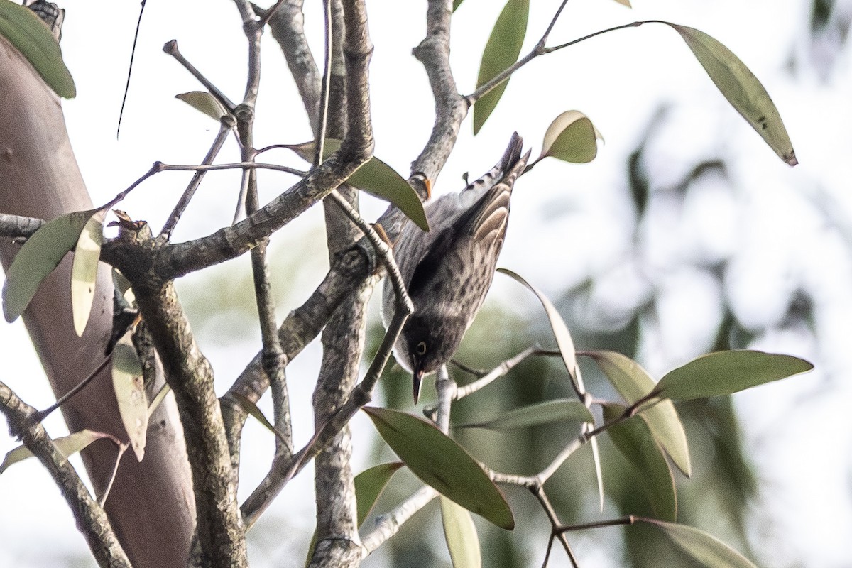 Varied Sittella - ML645640002