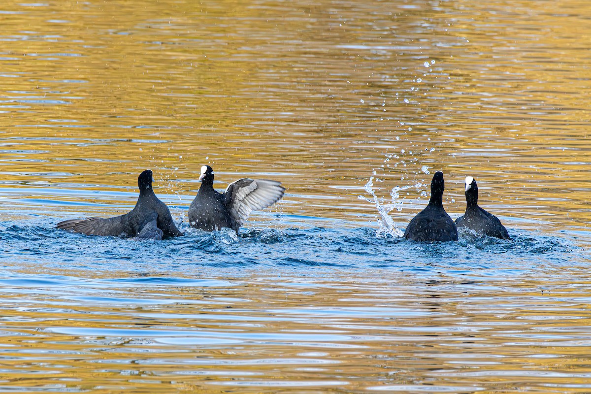 Eurasian Coot - ML645640003