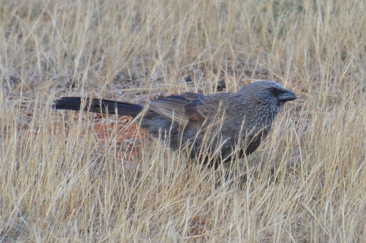 Apostlebird - ML645640005