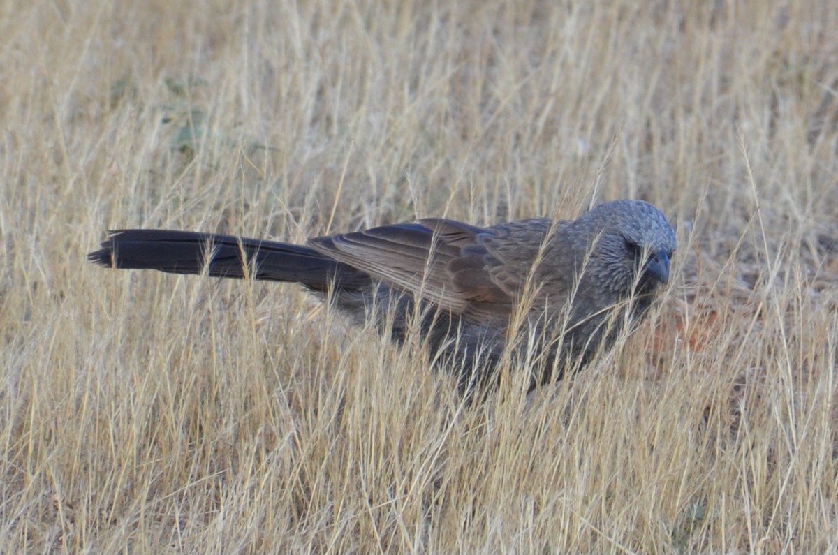 Apostlebird - ML645640006