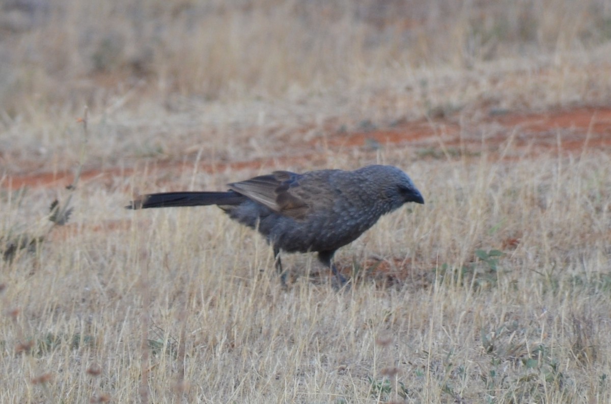 Apostlebird - ML645640007