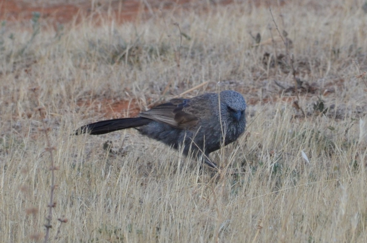 Apostlebird - ML645640008