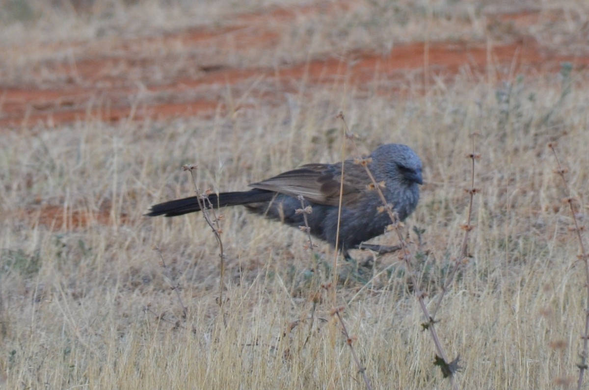 Apostlebird - ML645640009