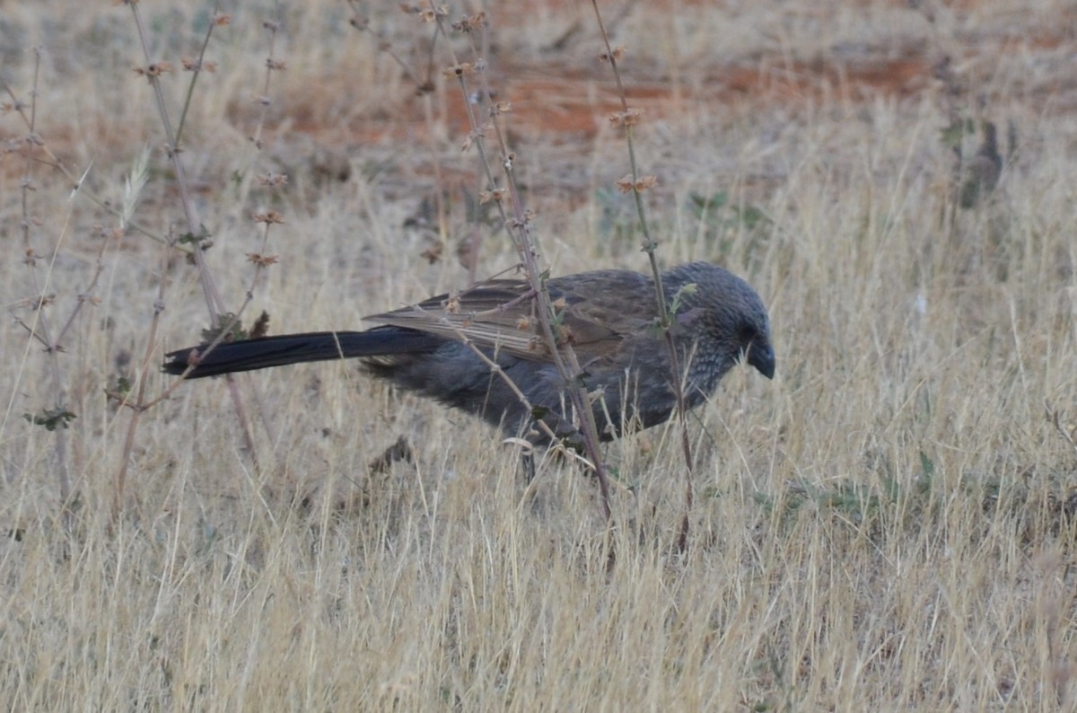 Apostlebird - ML645640010