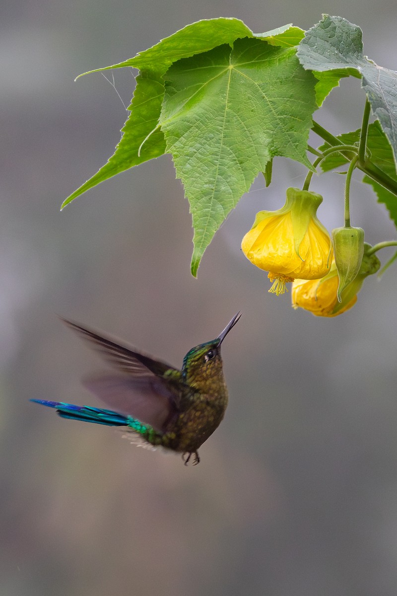 Violet-tailed Sylph - ML645640011