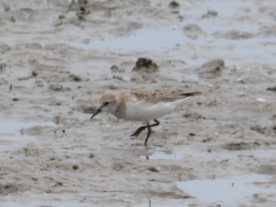 Red-necked Stint - ML645640015