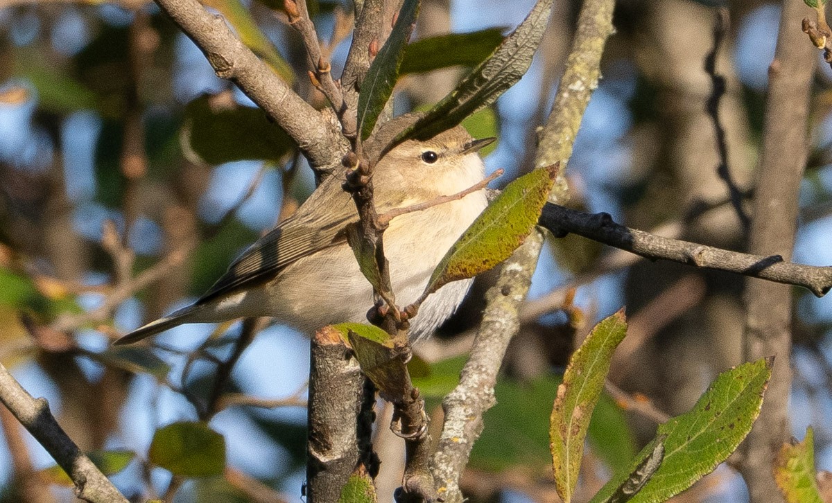 Common Chiffchaff (Siberian) - ML645640018