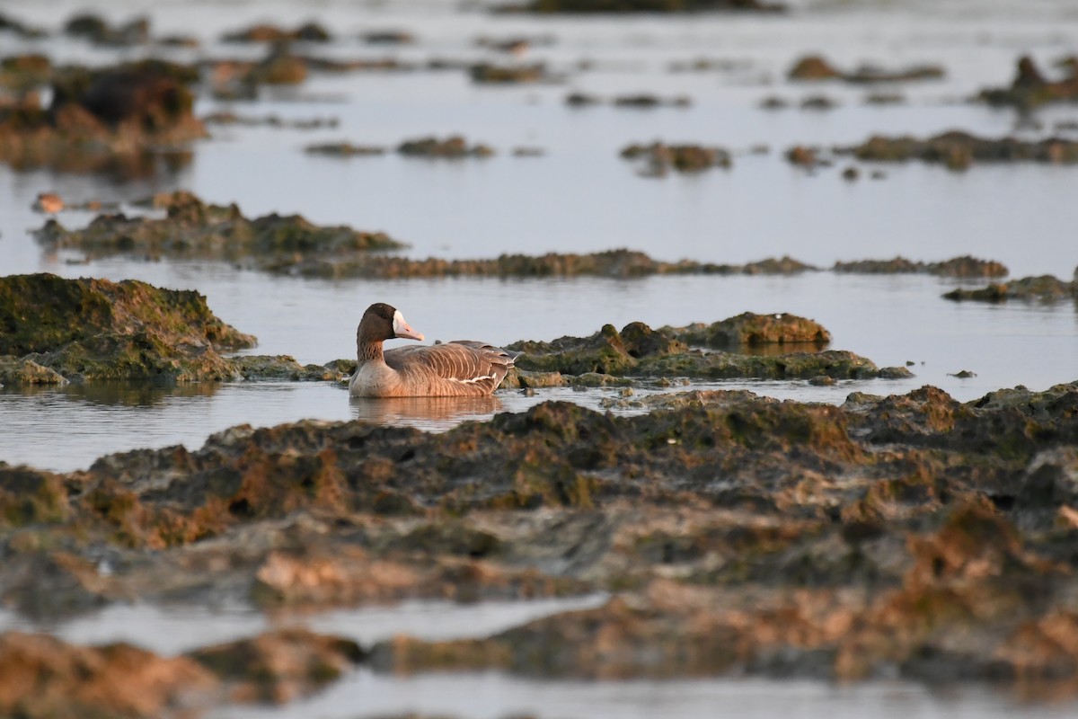 白額雁 - ML645640022