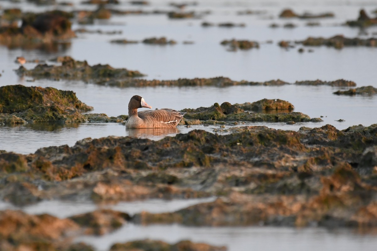 白額雁 - ML645640025