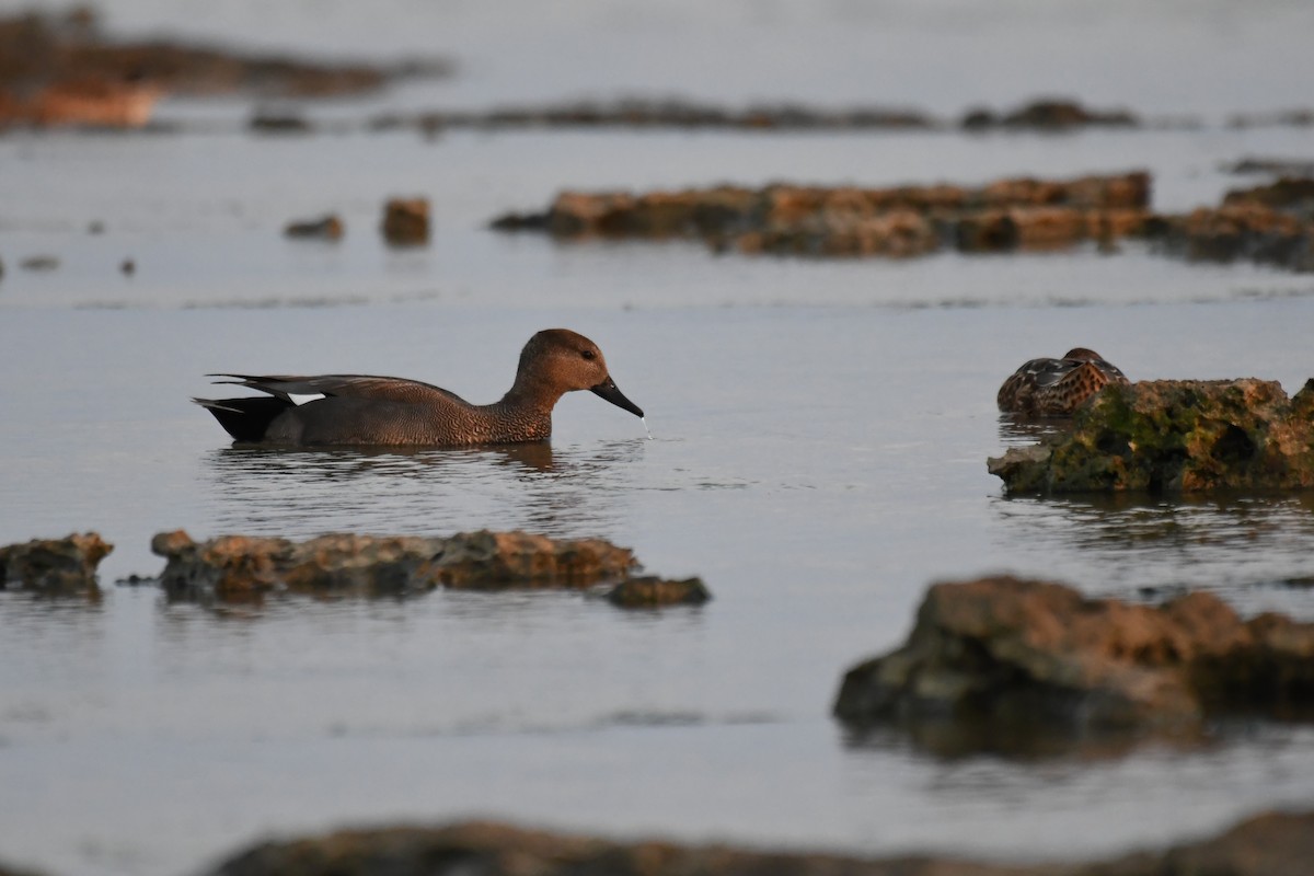 赤膀鴨 - ML645640035