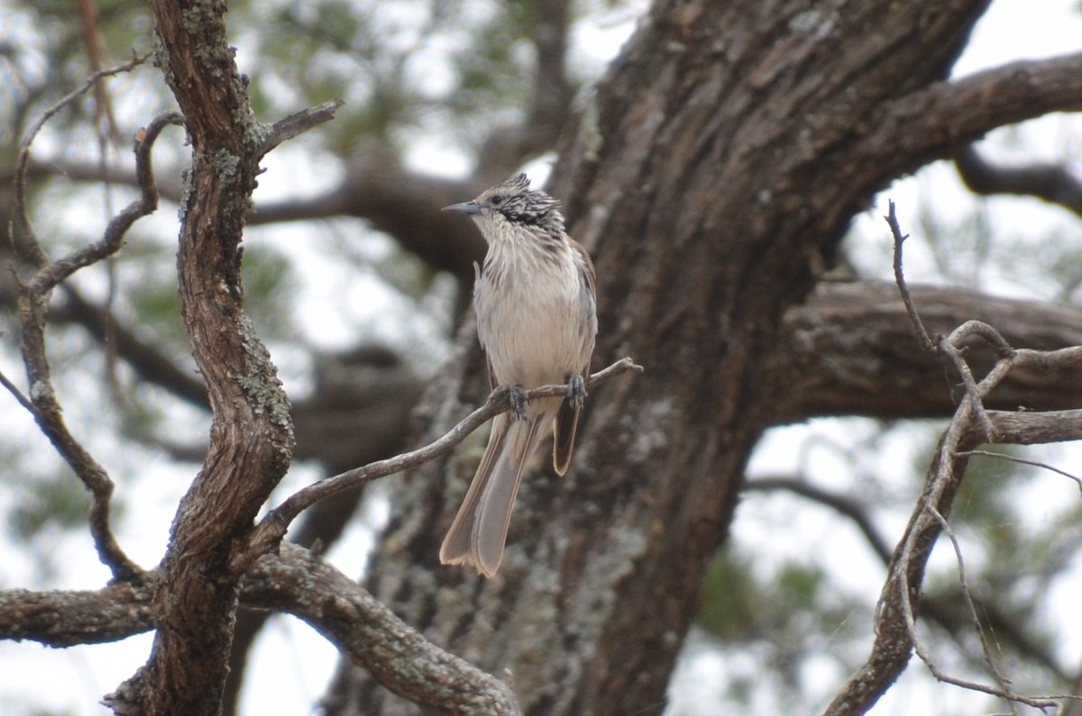 Striped Honeyeater - ML645640042