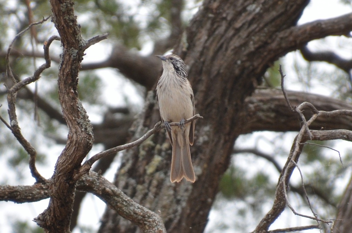 Striped Honeyeater - ML645640043