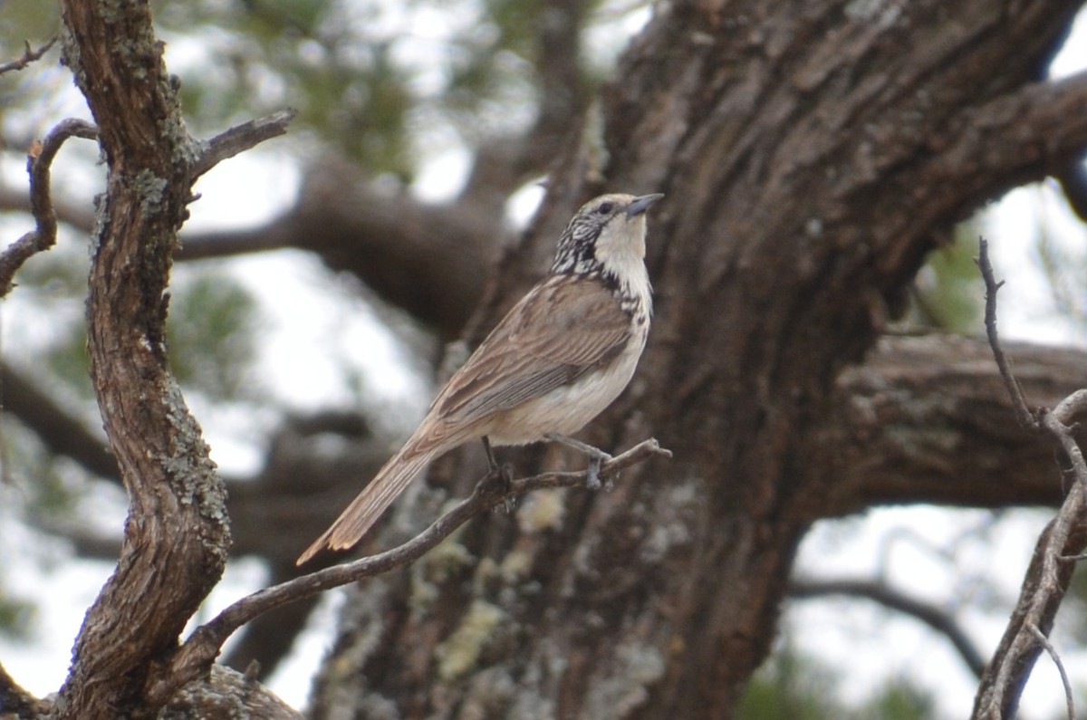 Striped Honeyeater - ML645640044