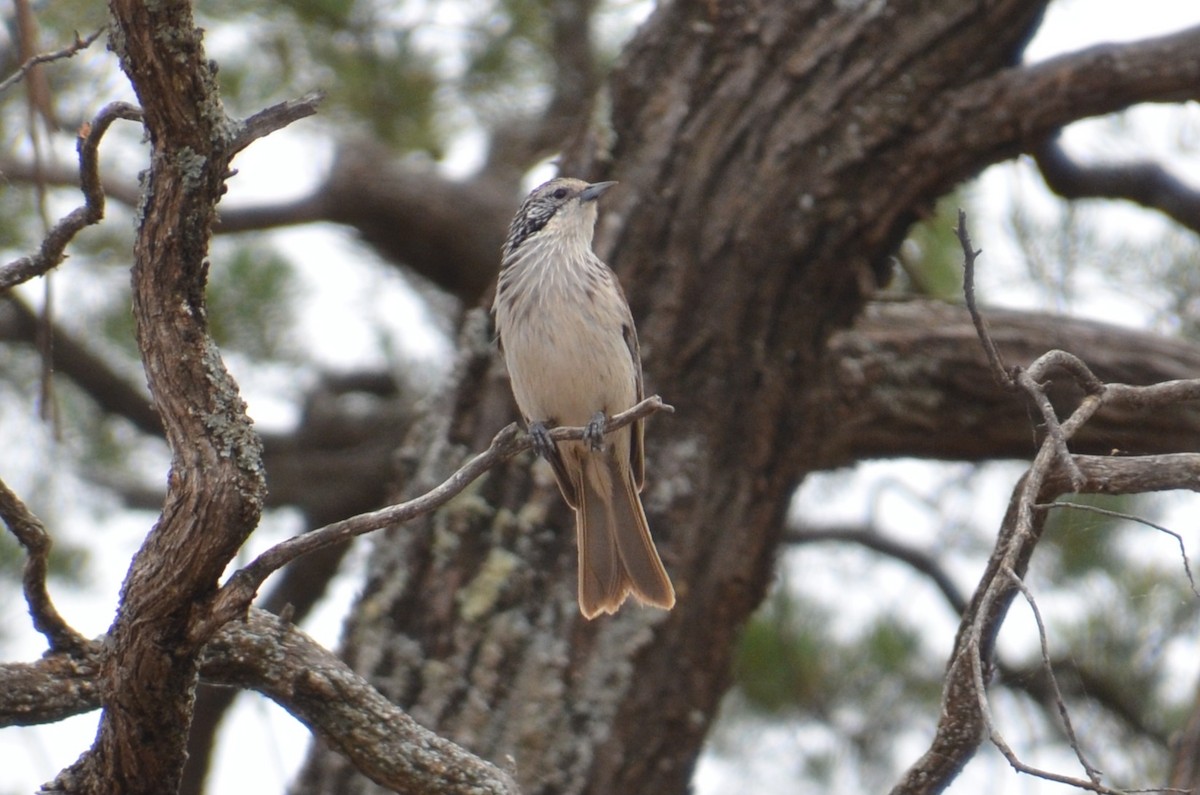 Striped Honeyeater - ML645640045