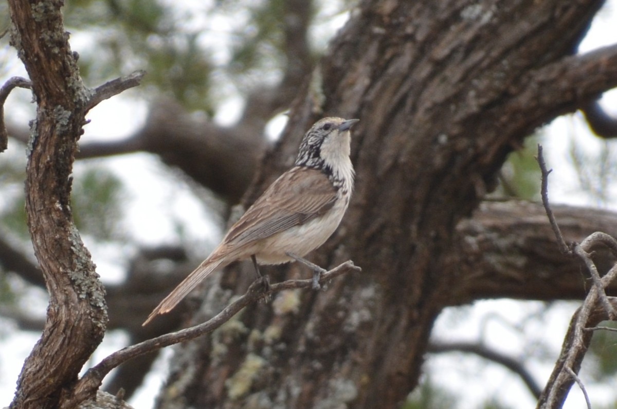 Striped Honeyeater - ML645640046