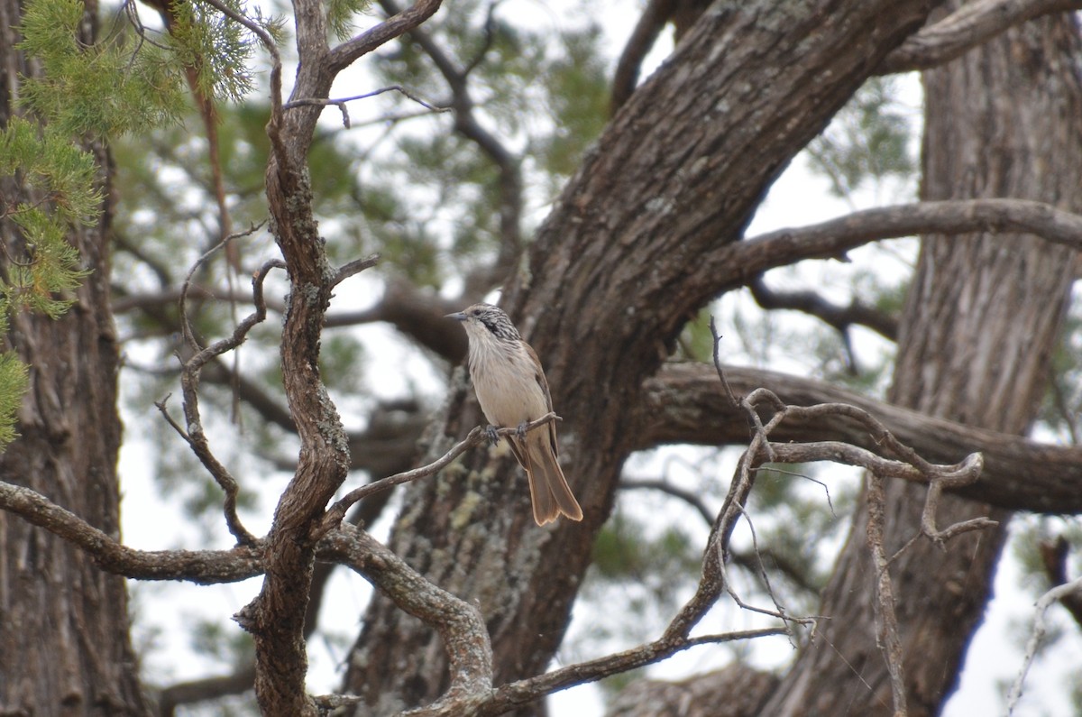 Striped Honeyeater - ML645640047