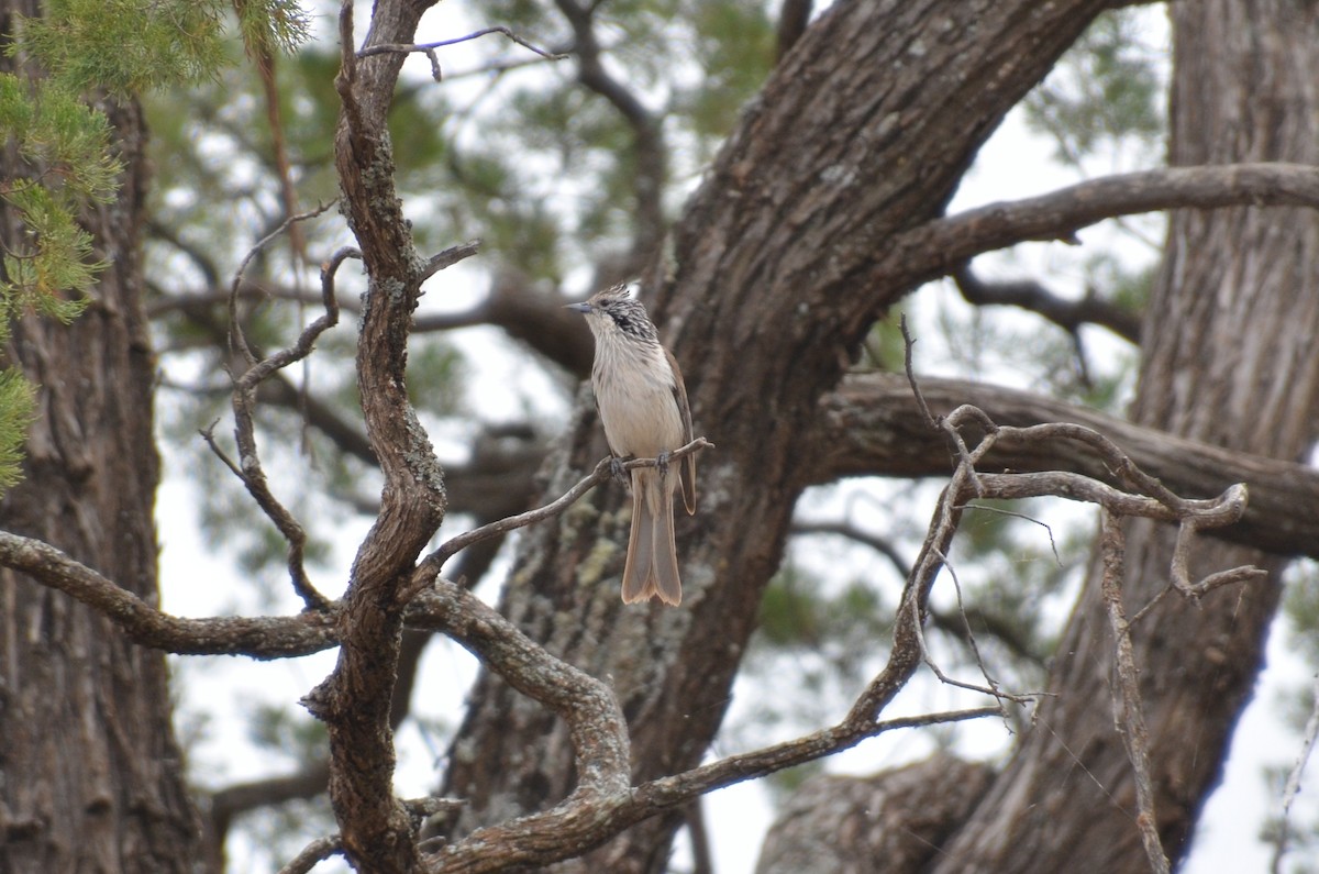 Striped Honeyeater - ML645640048