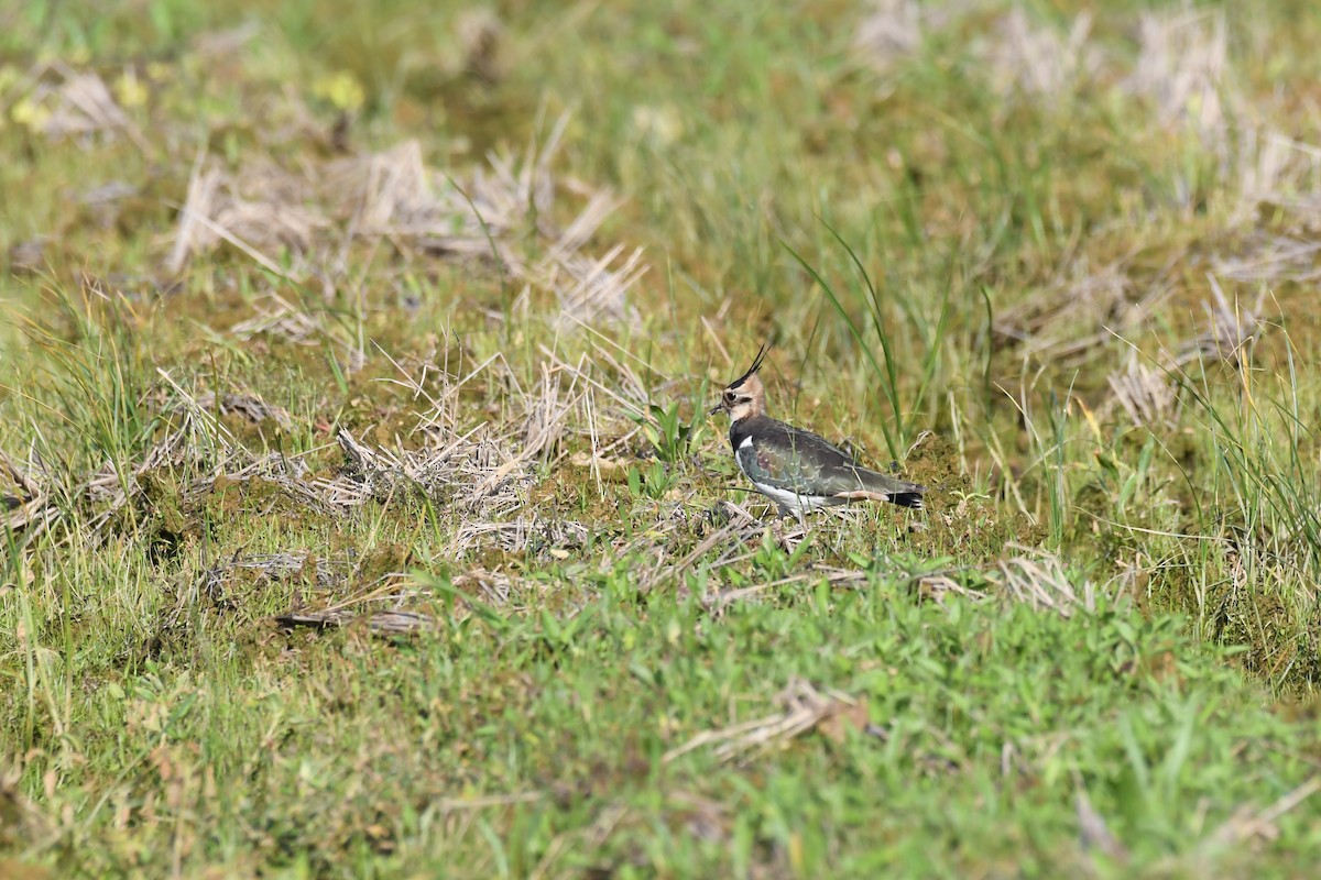 小辮鴴 - ML645640049