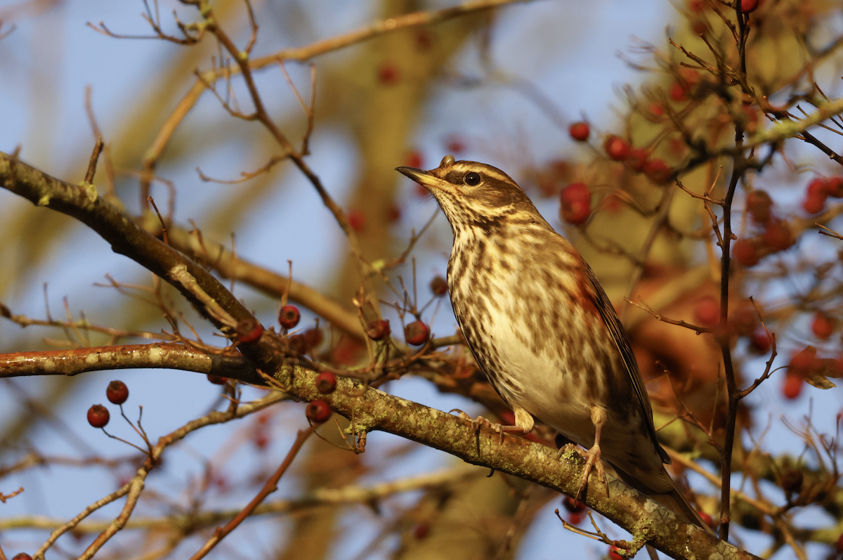 Redwing - ML645640051