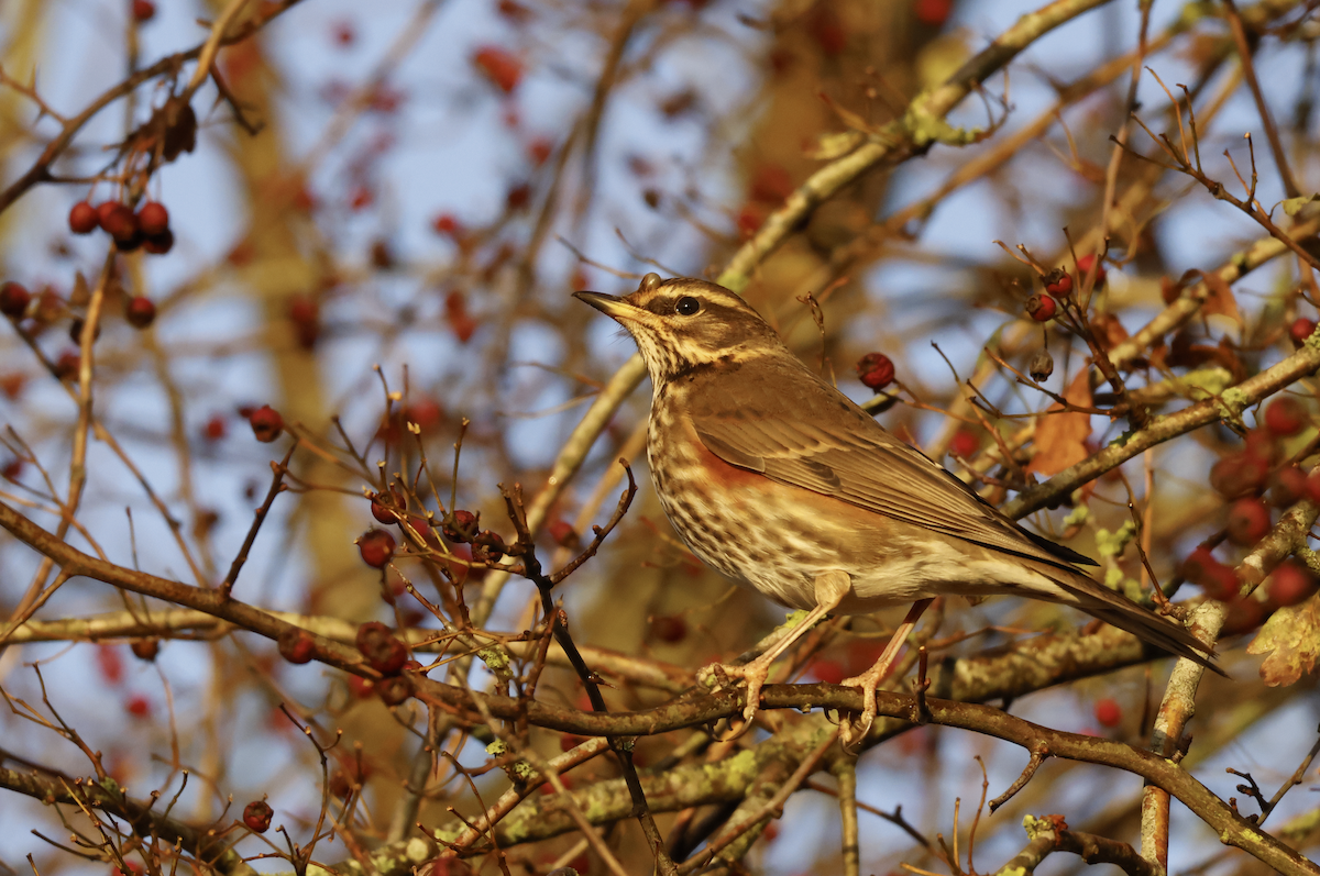 Redwing - ML645640052