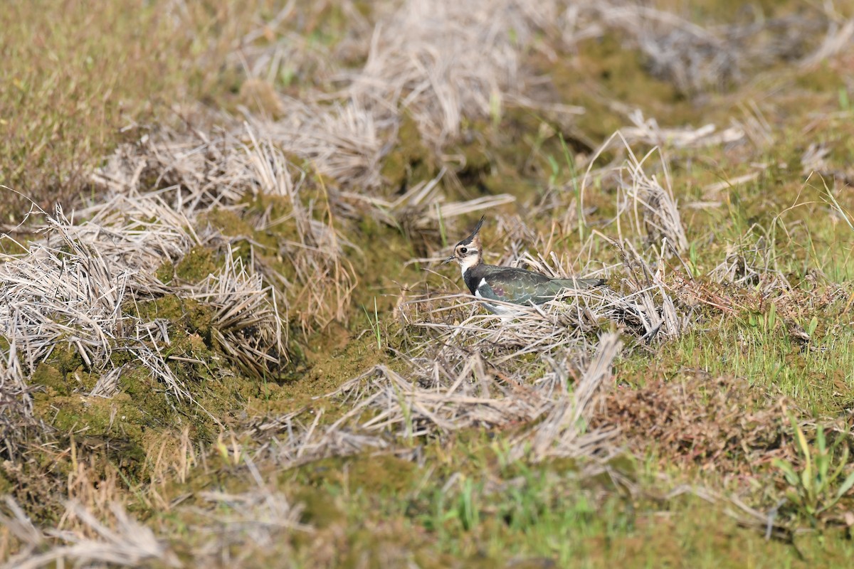 小辮鴴 - ML645640054