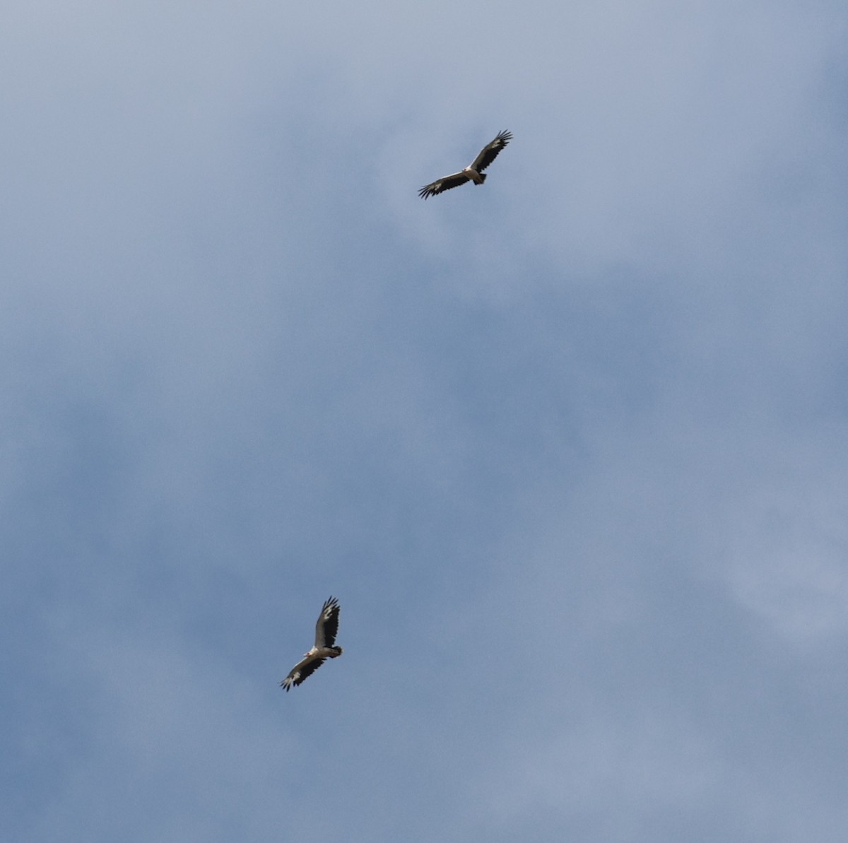 Palm-nut Vulture - ML645640056