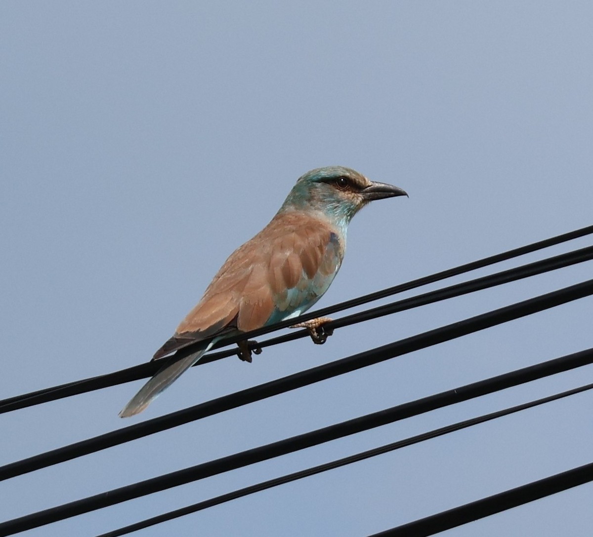 European Roller - ML645640057