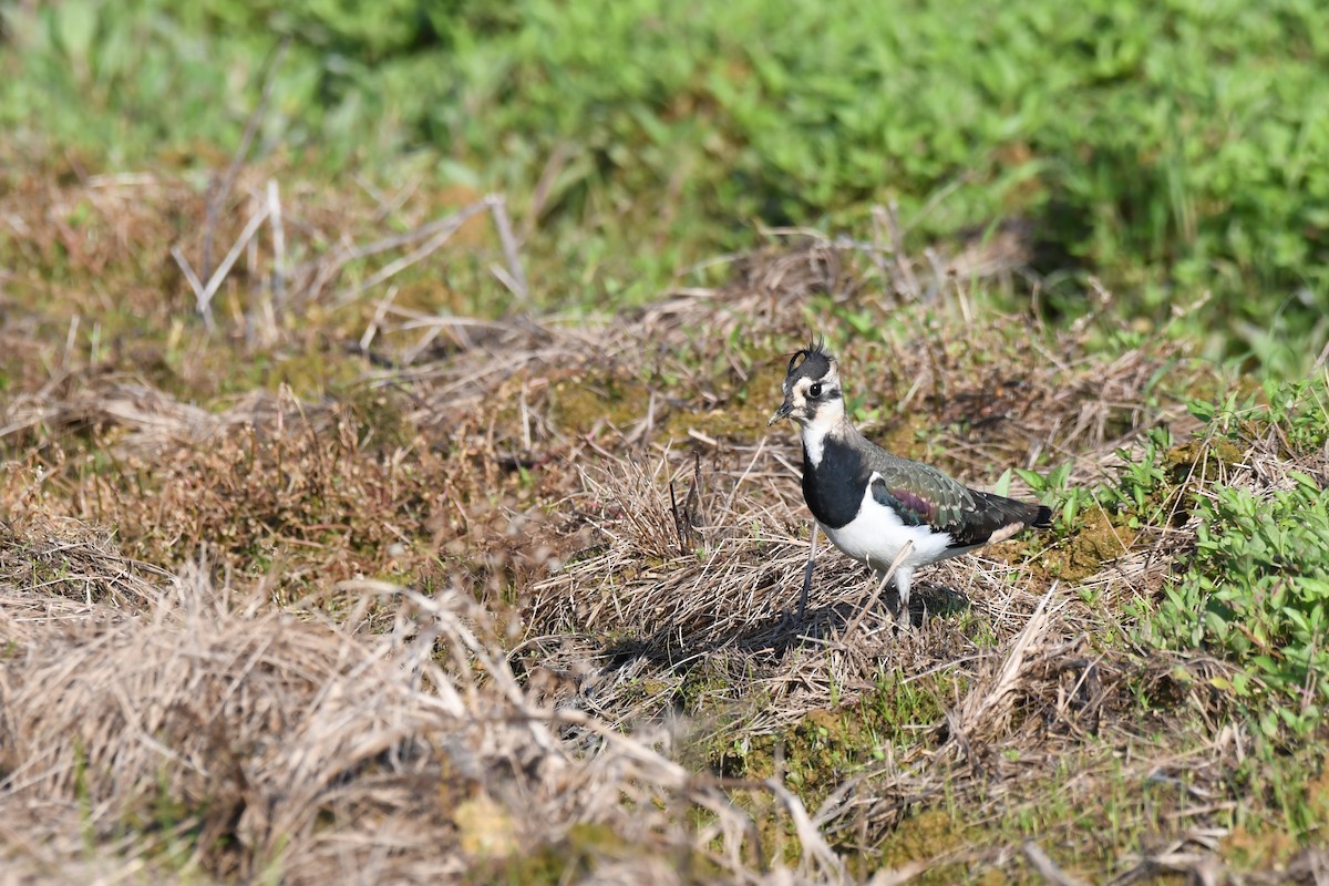 小辮鴴 - ML645640058