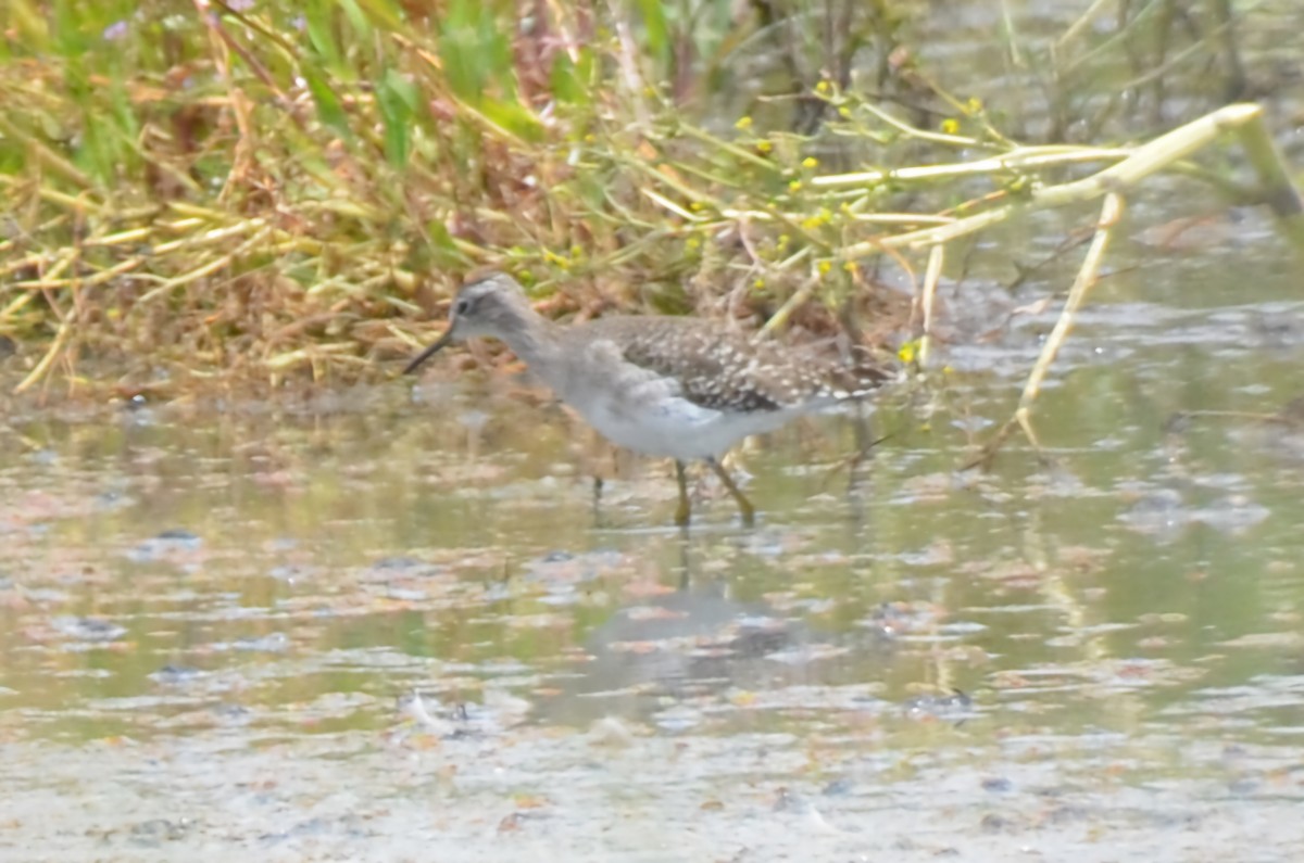 vodouš bahenní - ML645640059