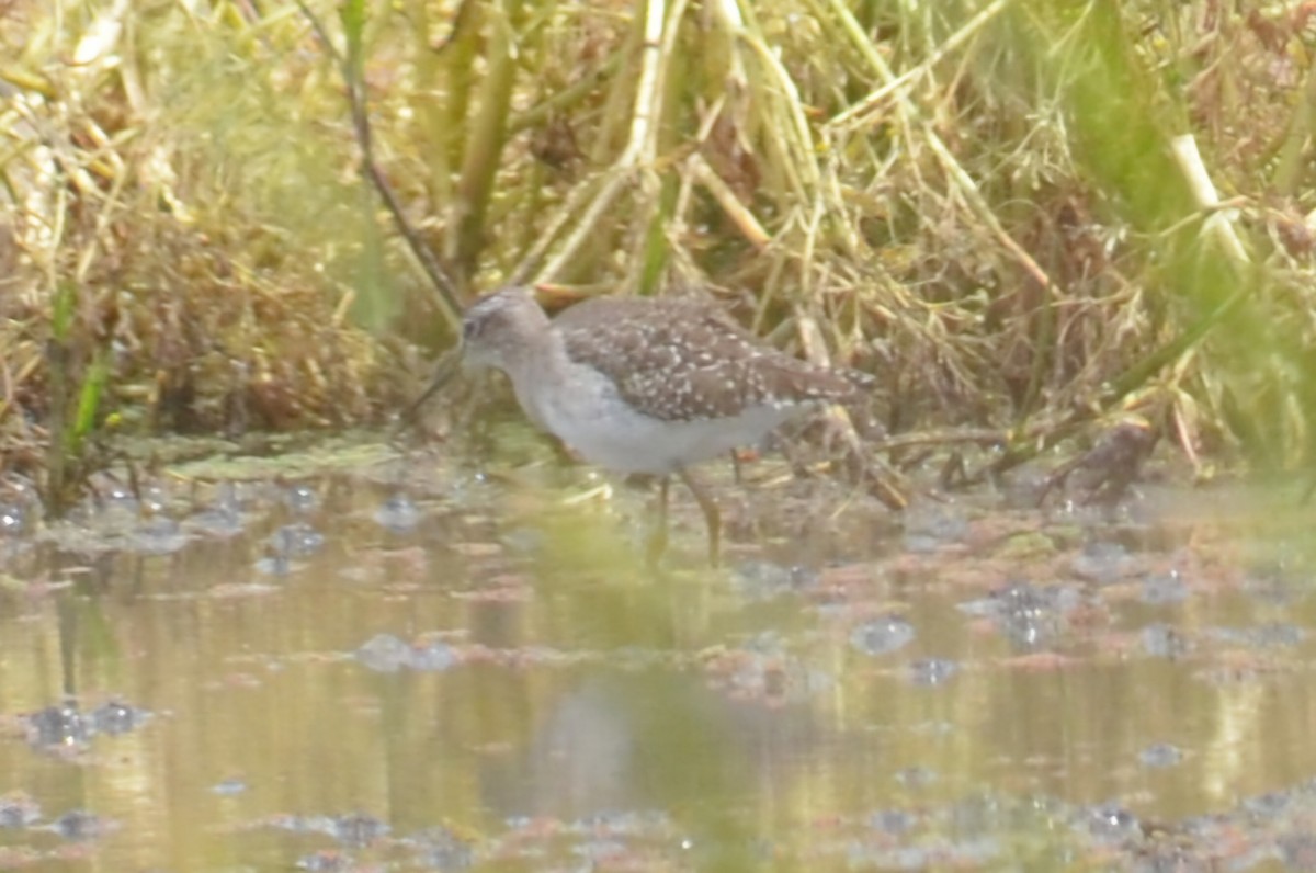 vodouš bahenní - ML645640060