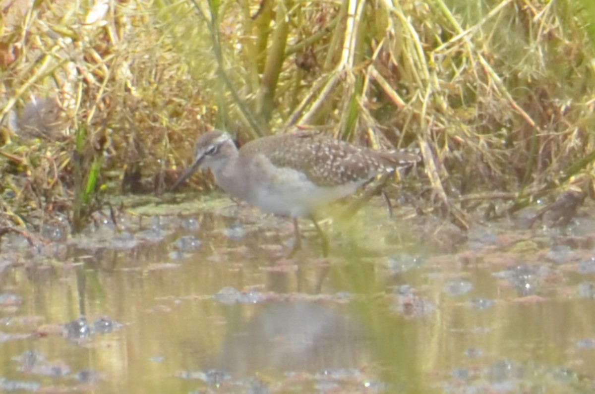 vodouš bahenní - ML645640061