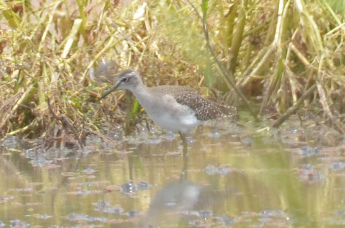 vodouš bahenní - ML645640062