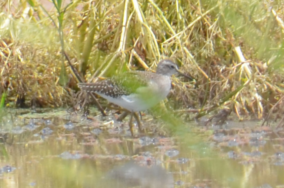 vodouš bahenní - ML645640063