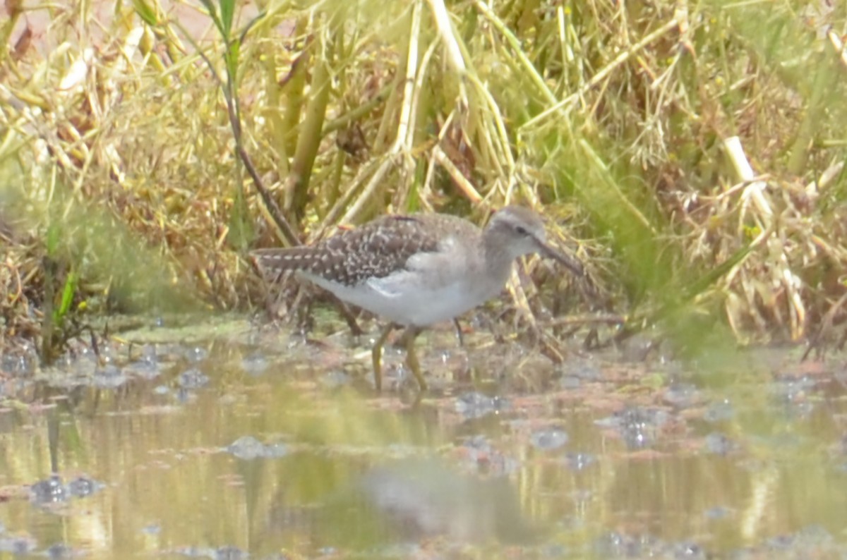 vodouš bahenní - ML645640064