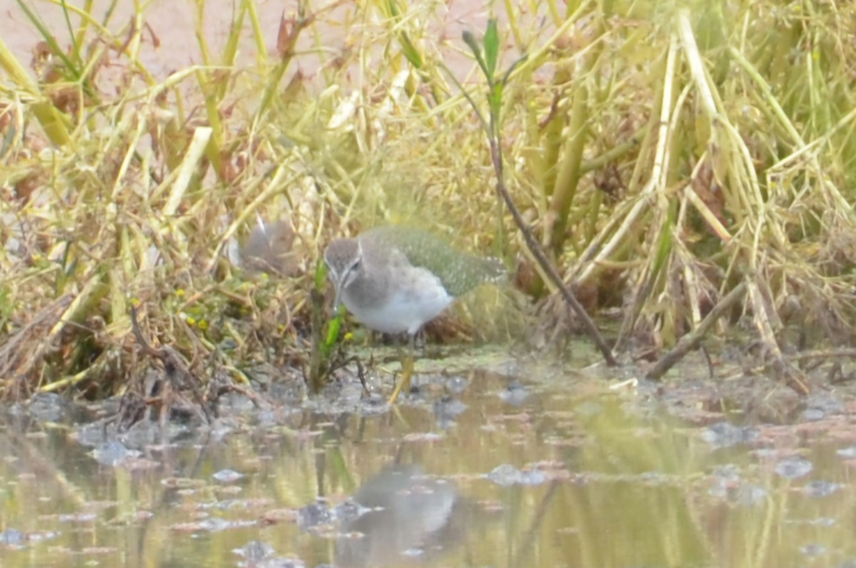 vodouš bahenní - ML645640065