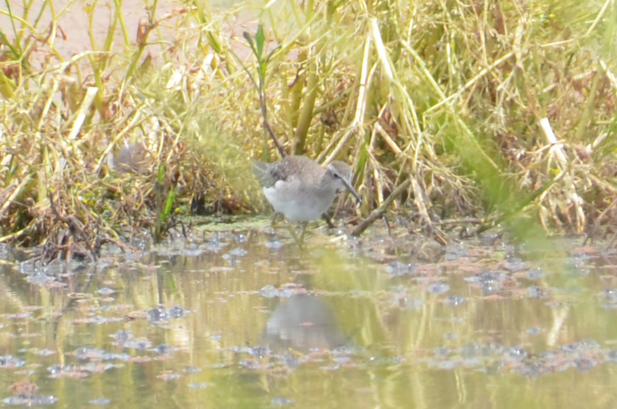 vodouš bahenní - ML645640066