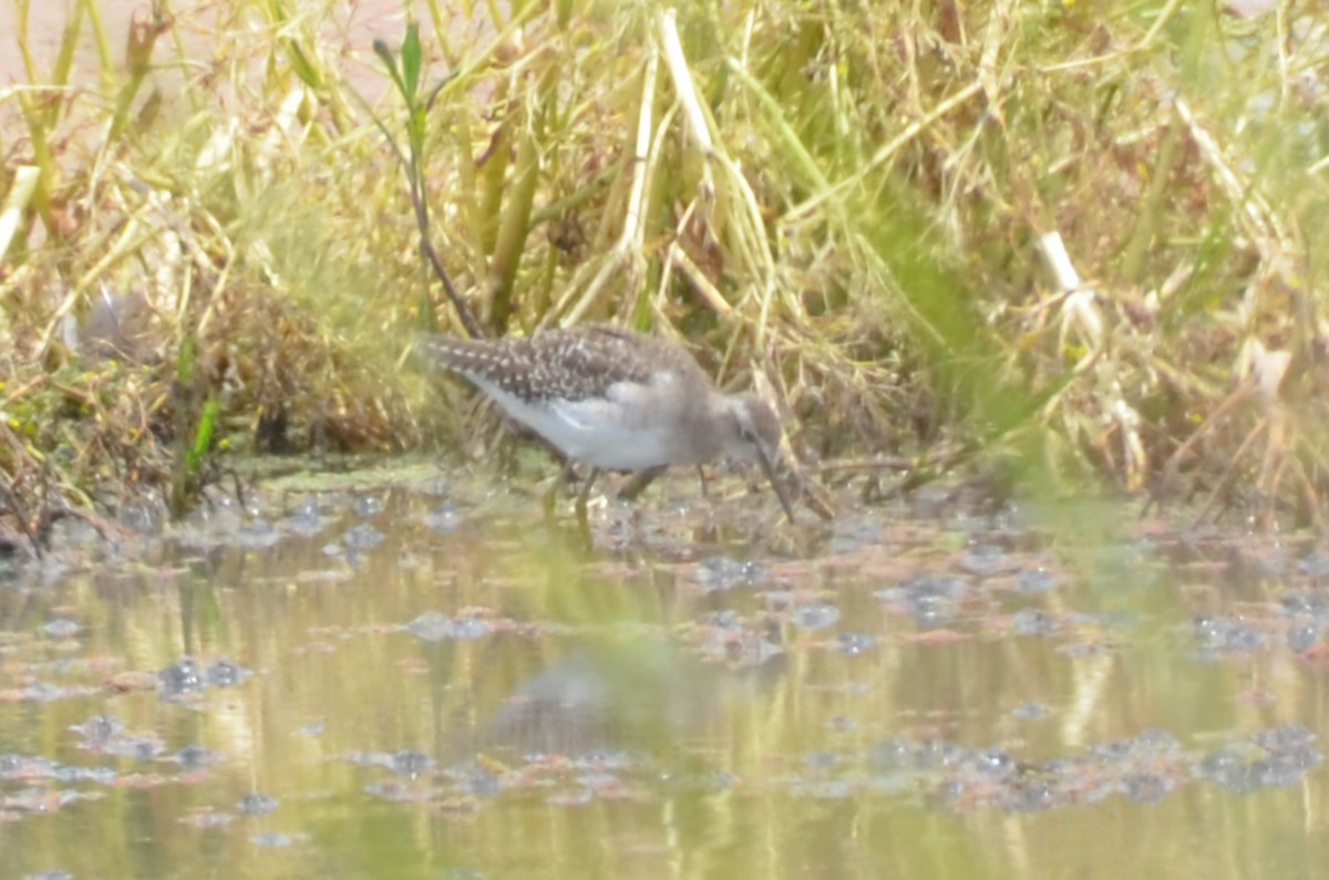 vodouš bahenní - ML645640067