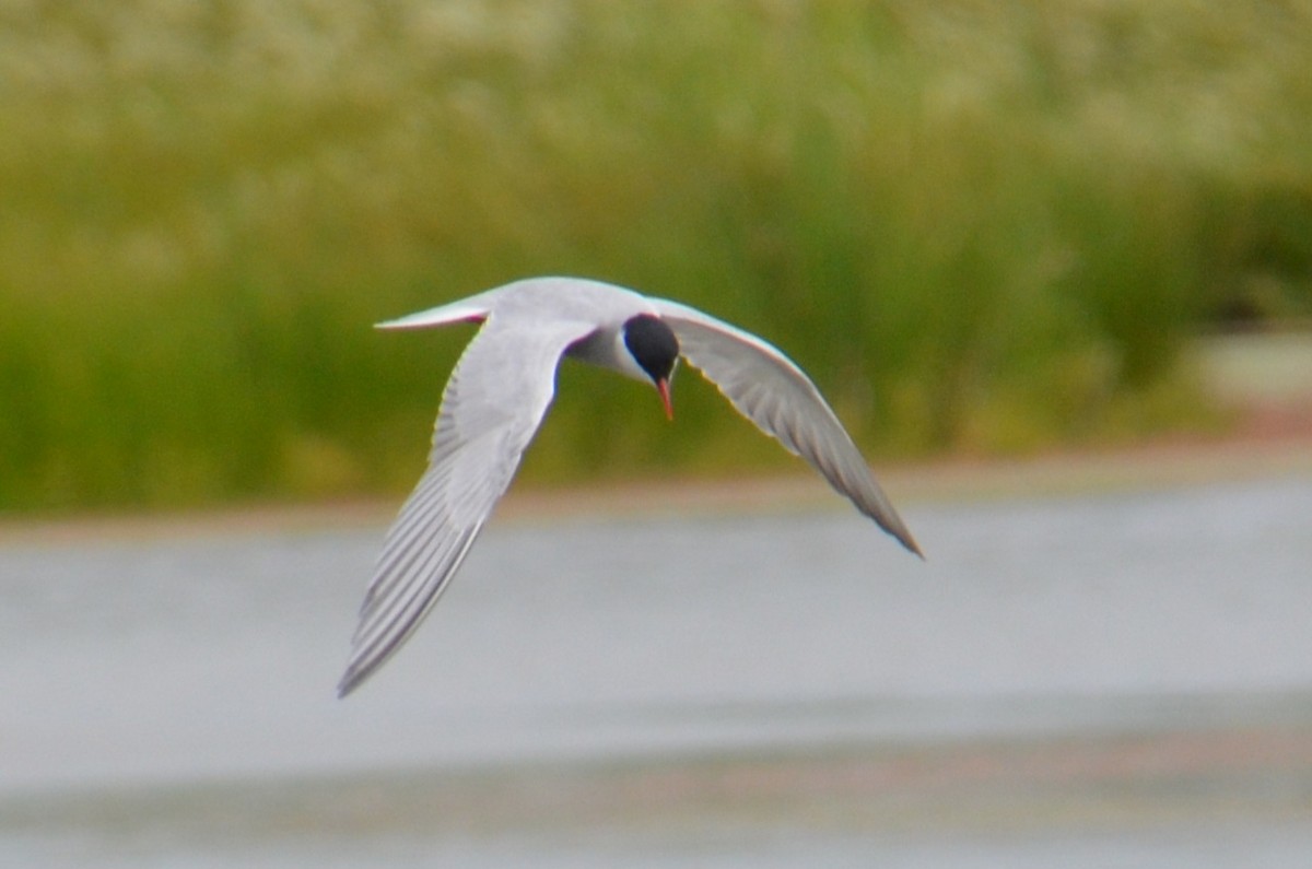 Whiskered Tern - ML645640071