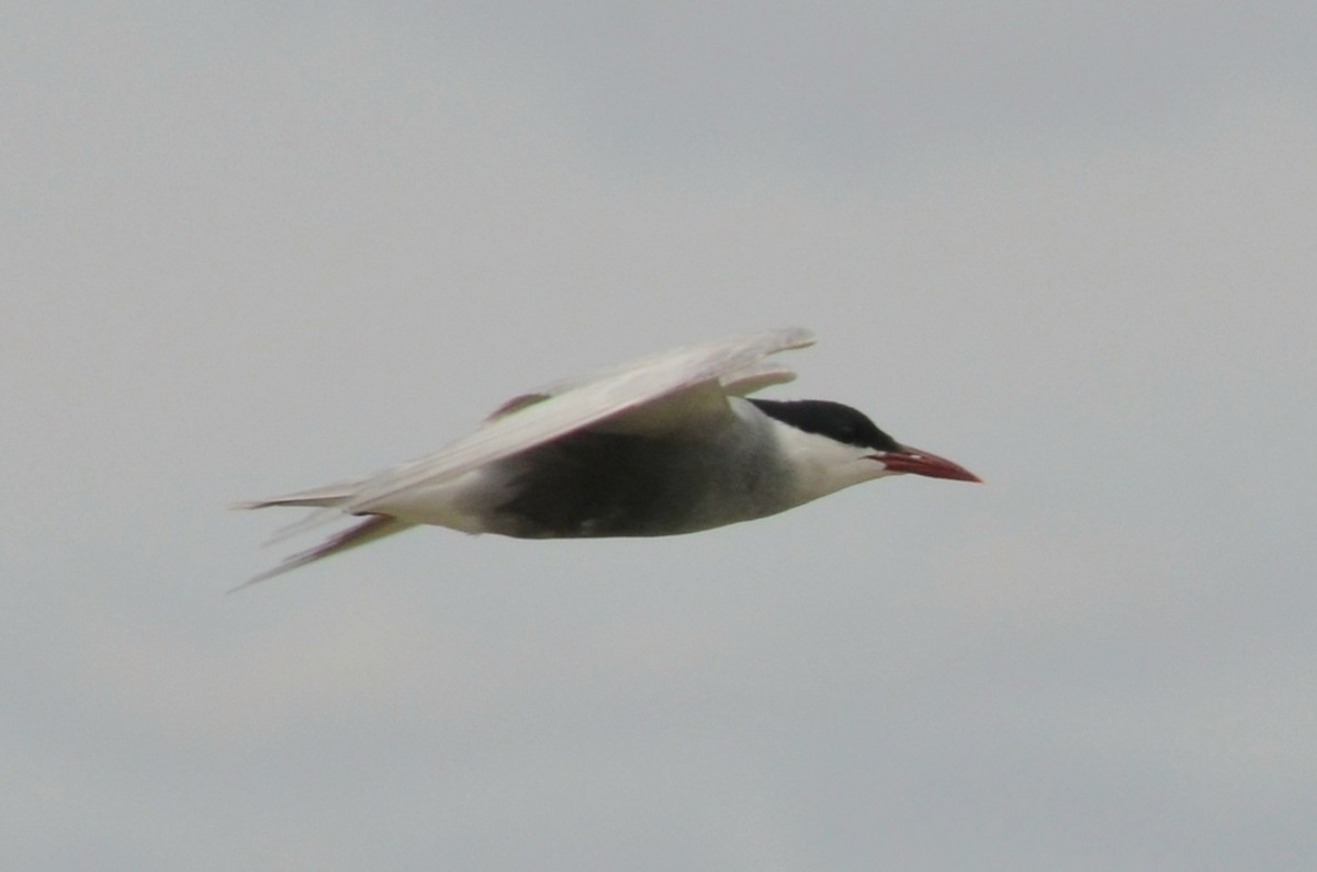 Whiskered Tern - ML645640072