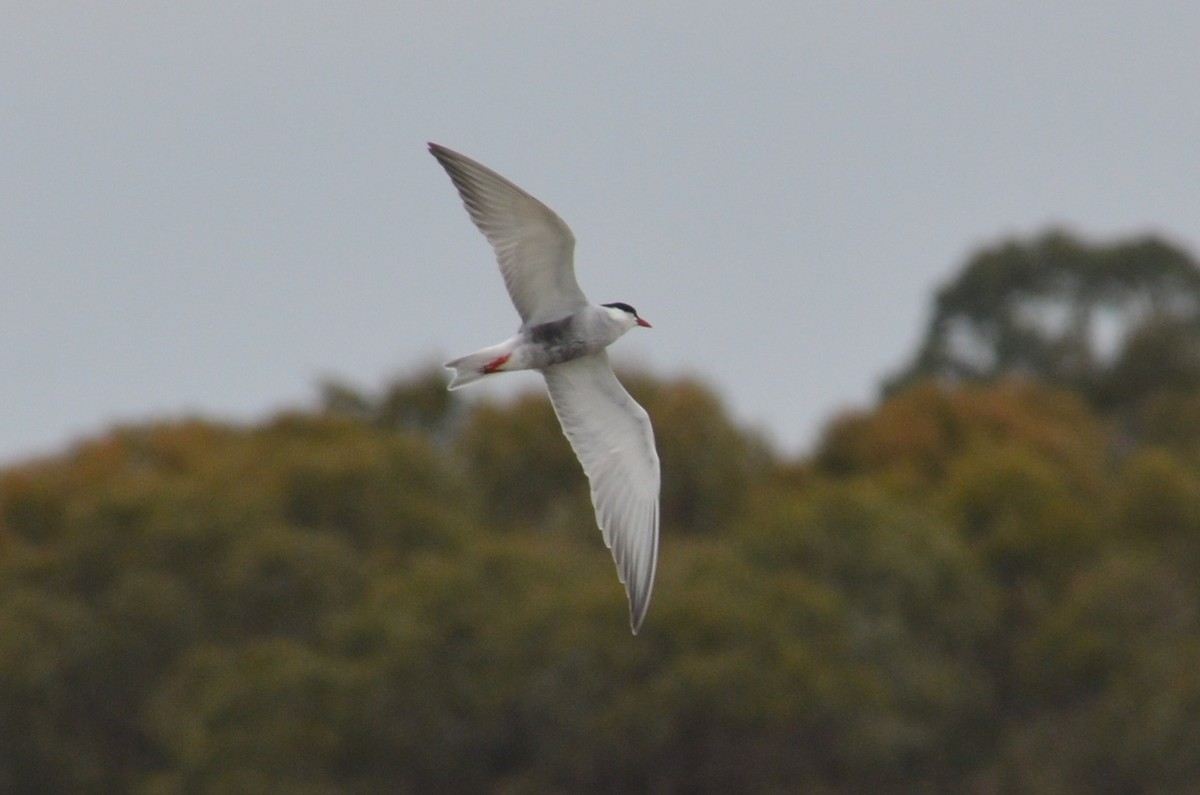 Whiskered Tern - ML645640073