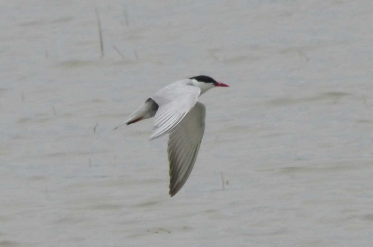 Whiskered Tern - ML645640074