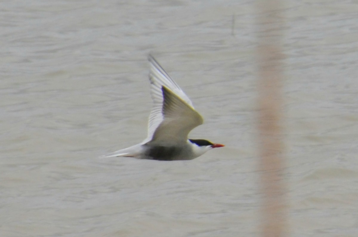 Whiskered Tern - ML645640075